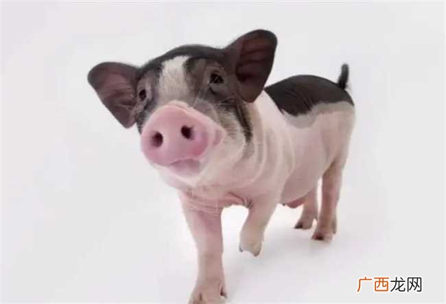 为什么说属猪的人命好有福气 老人为什么说属猪的人有福气