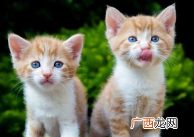 猫咪第一胎生产需要多久,猫生产会生几天？