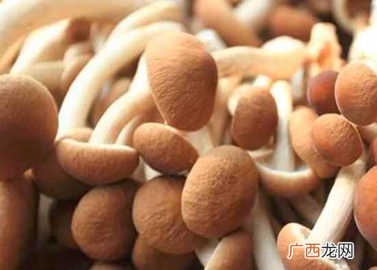 怎么看茶树菇坏了