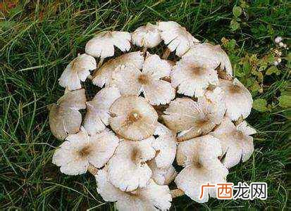 吃鸡脚菇的好处 吃鸡脚菇有什么好处