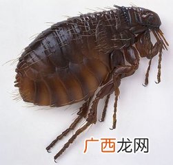 身上有跳蚤怎么办,宠物身上有跳蚤带到家里怎么办？