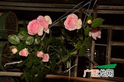 龙沙宝石月季的优缺点,龙沙宝石江苏可以户外过冬吗？