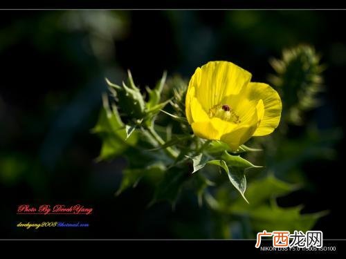 粟是什么种植物,粟读什么？拼音是什么？