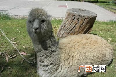 驼马是什么动物,驼羊和骆马的区别？