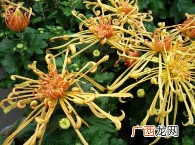 龙爪菊几年开花,龙瓜菊,代表什么意思？