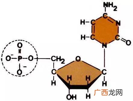 核糖核酸的组成元素,组成核糖体的核苷酸有几种？