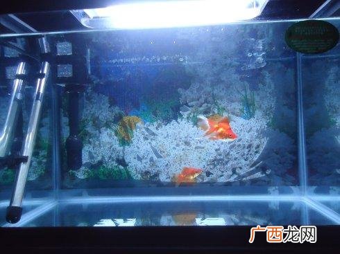 鱼缸里的鱼晚上会睡觉么,鱼会睡觉吗?如果睡，它是采用什么样的方式呢？