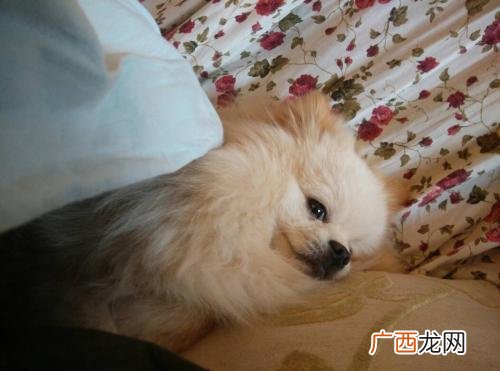 狗狗的舌头发白没有精神,狗狗舌头发白，四肢无力，鼻子干燥，喝很多水，食欲不振。还有点呕吐是怎么回事，求养狗高手解答，狗？
