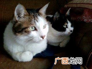 猫几个月断奶,猫几个月断奶？