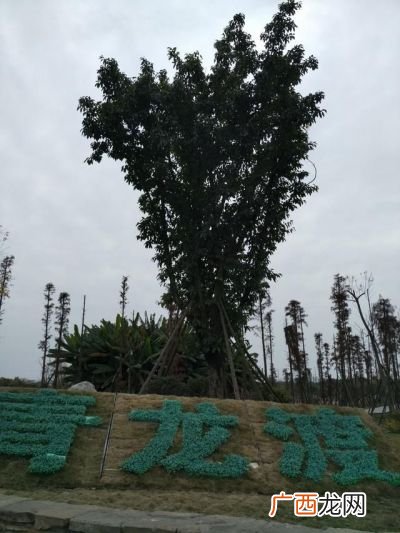 tall的比较级和最高级,talle和taller的区别？