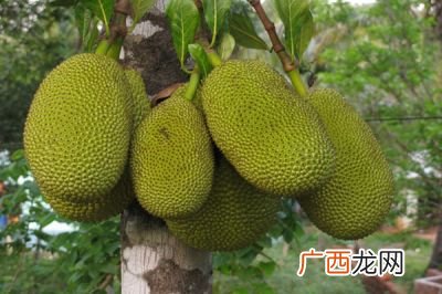 菠萝蜜树苗怎么种植,菠萝蜜树的种植方法？