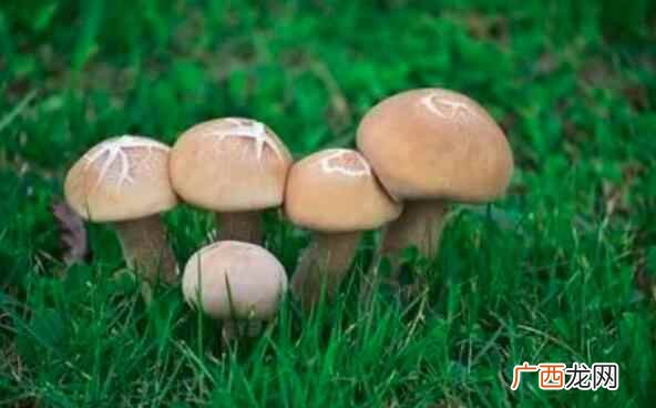 蘑菇的做法