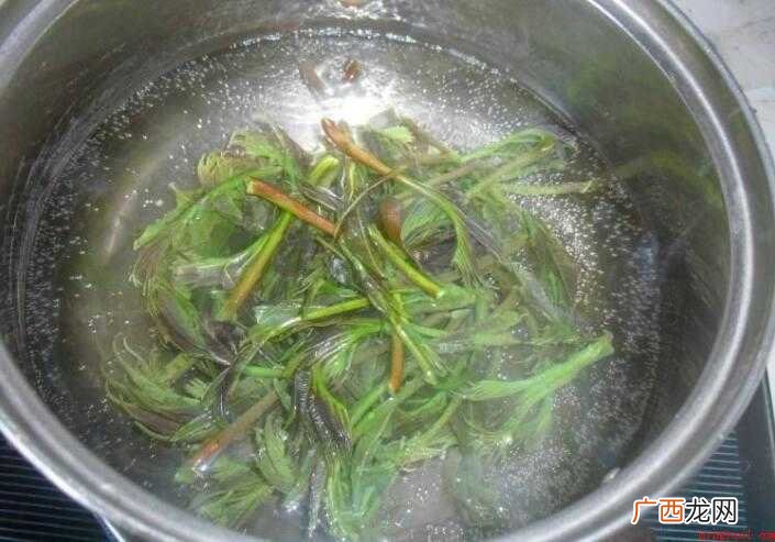 香椿芽的清洗方法_健康频道 香椿如何清洗
