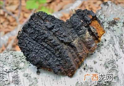 白桦茸是什么,白桦茸是杨树芽吗?