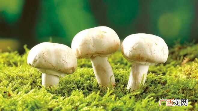 蘑菇为什么在树林中会有这么高的地位 蘑菇的营养价值