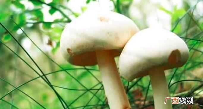日常生活中所吃的蘑菇是不是蔬菜 蘑菇是蔬菜吗
