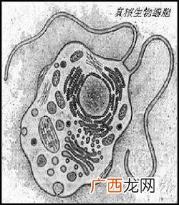 疟原虫是真核生物吗,真核生物分为三种类群？