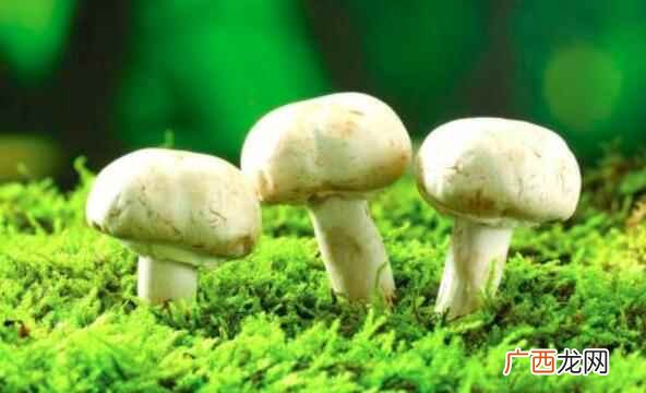 痛风可以吃蘑菇吗