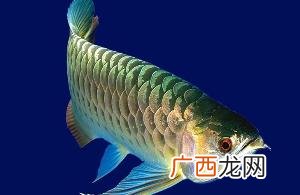 水龙鱼怎炖汤,水龙鱼能吃吗?