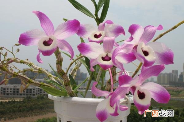石斛兰怎么养,石斛兰的家庭养殖方法?