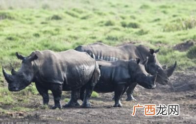 灰犀牛是什么意思,灰犀牛什么意思？
