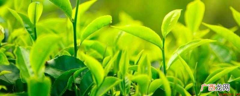 脾胃虚寒者建议选择浓茶提神 茶叶中含有哪一种物质可以提神