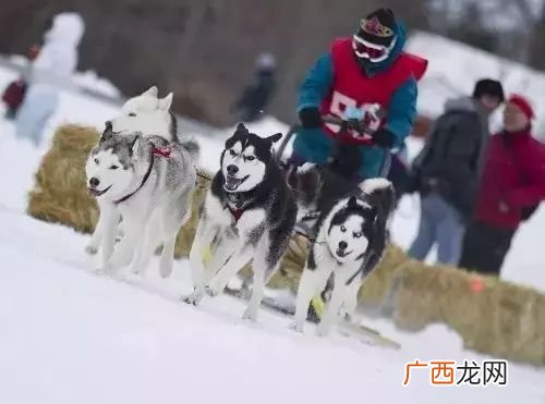 雪地犬都有什么品种,十大雪橇犬？