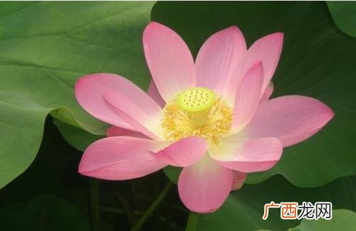 莲花象征着什么,莲花的品质和精神？