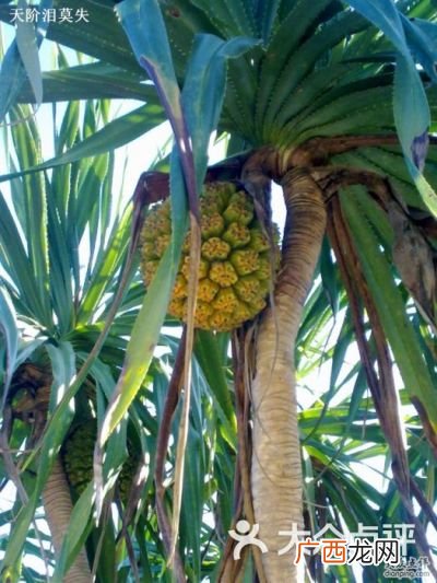 野菠萝能吃吗,野生菠萝能吃吗？