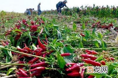 目前种植什么好,现在种植什么蔬菜最好？