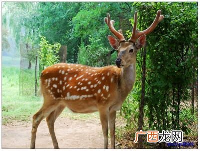 养鹿大概投资多少,养鹿需要投资多少钱？