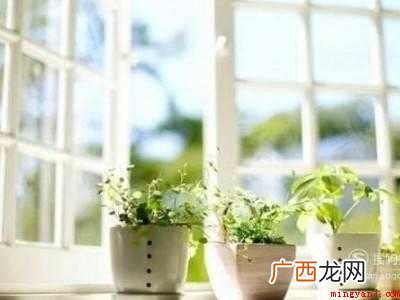蝙蝠飞进家里怎么办怎么弄出去
