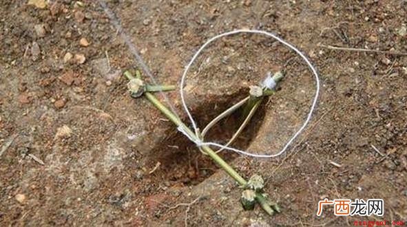 抓野鸡最好的方法有哪些 抓野鸡最好的方法是什么
