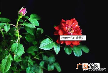 蔷薇花一般是什么时候开花,蔷薇花一般什么时候开花？