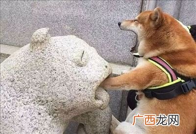 狗狗叹气什么意思,狗狗经常叹气是怎么回事？