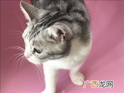 猫咪能听懂人说话吗,蓝猫会听懂人说的话吗？