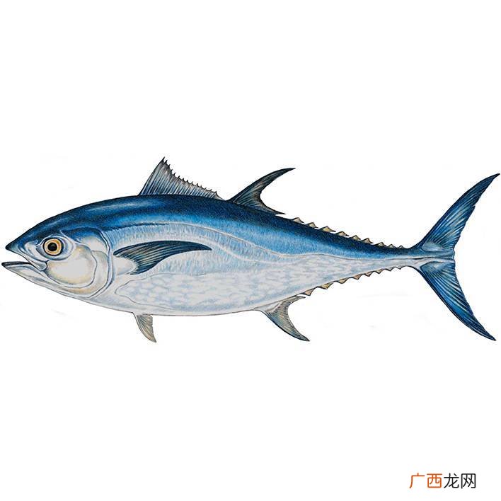 蓝鳍金枪鱼和黄鳍金枪鱼的区别,蓝鳍金枪鱼和大目金枪鱼区别？