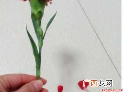 买了一束花怎么保鲜