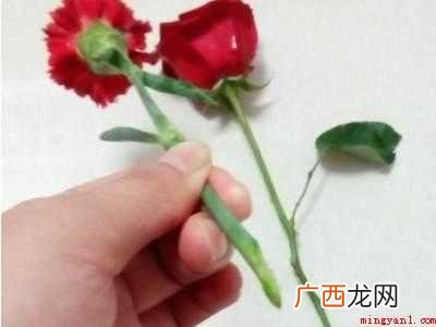 买了一束花怎么保鲜