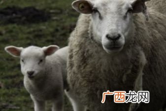 绵羊尾巴怎么做好吃,羊尾巴怎么做好吃，羊尾巴的吃法？
