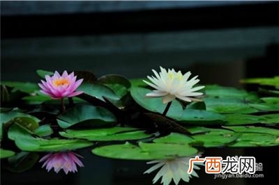 睡莲怎么养,睡莲只用清水可以养吗?营养液怎么用?
