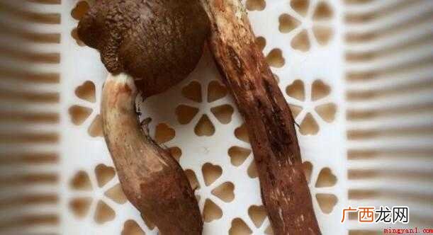 大脚菇的做法_健康频道 大脚菇怎么做好吃