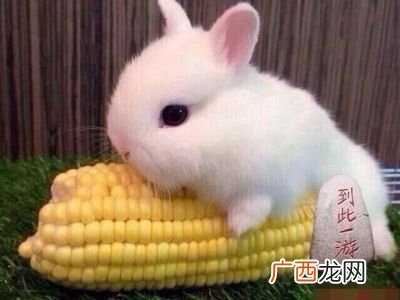 黑头黑脚是什么动物,上联：白雪白发白头翁，如何对下联？