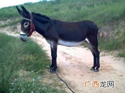驴蹄怎么处理干净,盗墓术语？