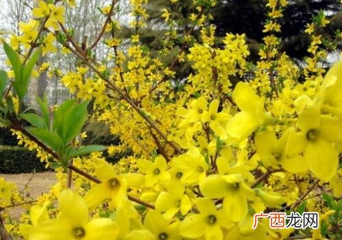 通常连翘树寿命多久,中国最普遍的树？