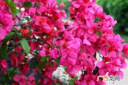 三角梅怎么养才开花好,三角梅怎么养开花整齐？