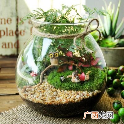 生态瓶怎么做,如何制作一个生态瓶？