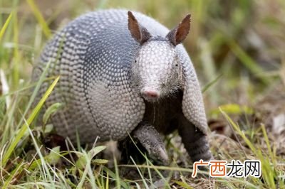 穷的生肖指什么生肖,穷肖是什么生肖.拜托清楚说下?