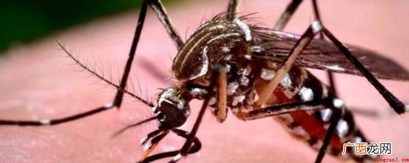 蚊子一开灯就看不到的缘故 怎么抓蚊子一开灯就不见了