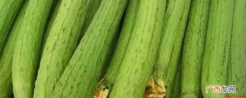 葫芦科一年生草本植物丝瓜成熟果实中的维管束或丝瓜枯老果实 丝瓜要去瓤吗